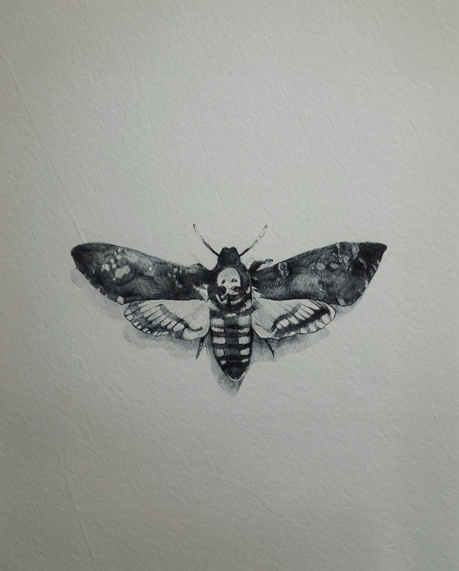 Mark Shaun Hopkins' artwork of a death's-head hawkmoth in black and white.